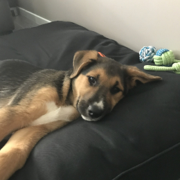 Noushka profile