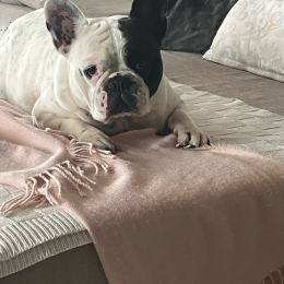 Lola profile