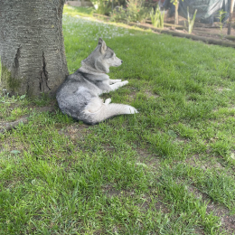 Noska profile