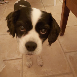 Dobby profile