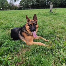 Markovasingh@gmail.com profile