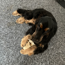 Charlie profile