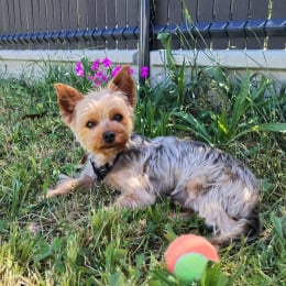 Reïky profile