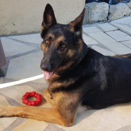 Djumpi profile