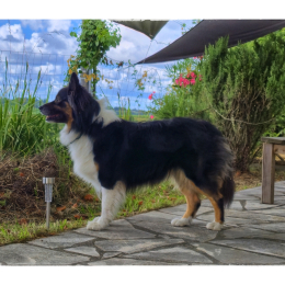 Roxy profile