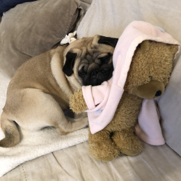 Teddy profile