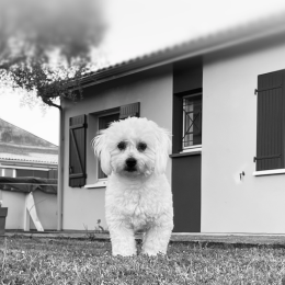 Sully profile