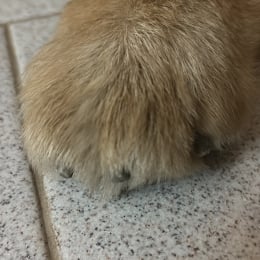 Romeo profile