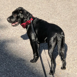 Maggie profile