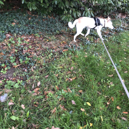 Zazou profile