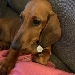 Tara profile