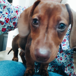 Maggie profile