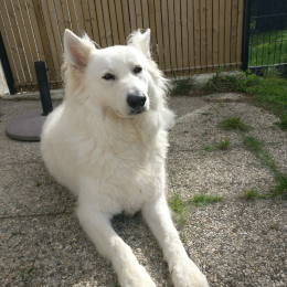 Arthur profile