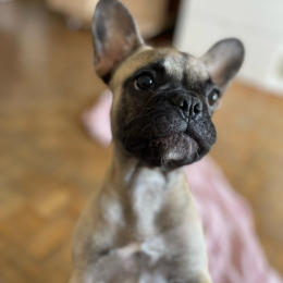 Ulka profile