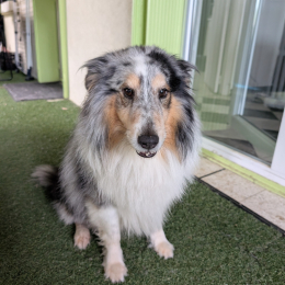 Odin profile