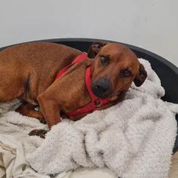 Pongo et tina profile