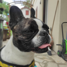 Kaya profile