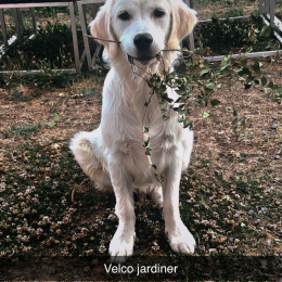 Velko profile