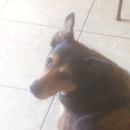 Panosse profile