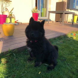 Simba profile