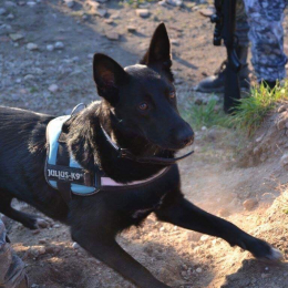 Layka profile