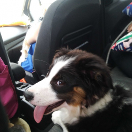 Paco profile