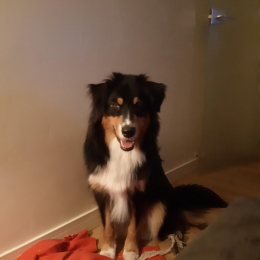 Schoko profile