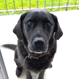 Vegas et nuts profile