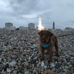 Maurice profile
