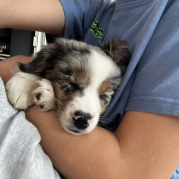 Manon profile