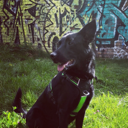 Tayson profile