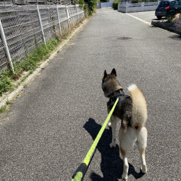 Nanûk profile