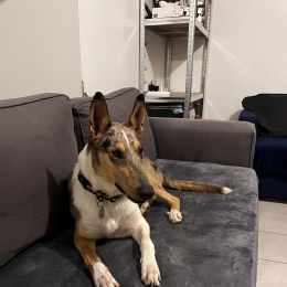 Murphy profile