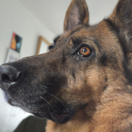 Nikita profile