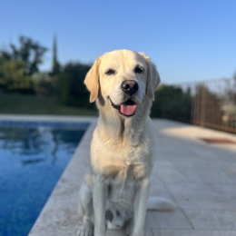 Paddy profile
