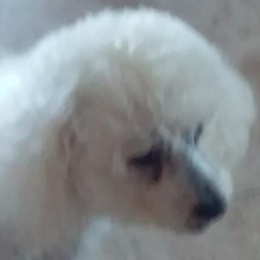 Doggo profile
