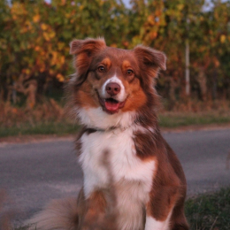 Nérouda profile