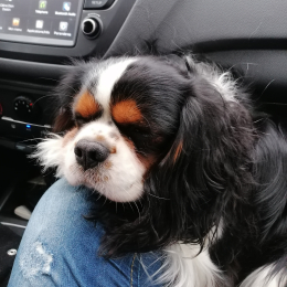 Pepito profile