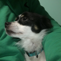 Filou profile