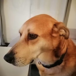 Loki profile