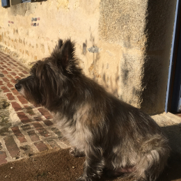 Oggy profile