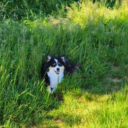 Siska profile