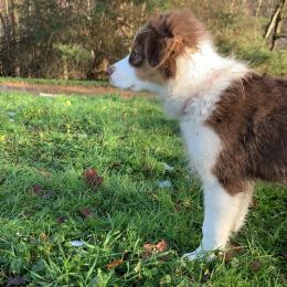 Mawi profile