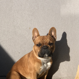 Bruno profile