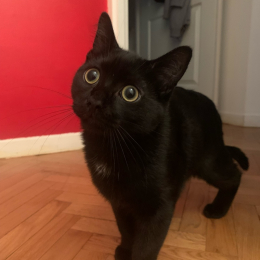 Coralie profile