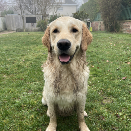 Valko profile