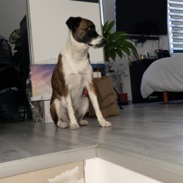Simbeù profile