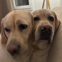 Blue et swell profile