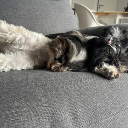 Réglisse et takara profile