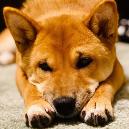 Yuki profile
